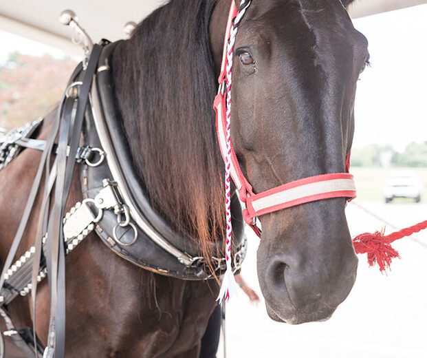 horse-carriage-weddings-indiana